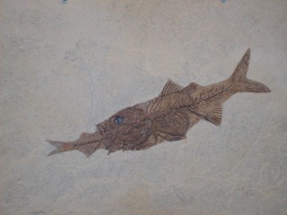 Rare fossil of a perch that died while eating a herring